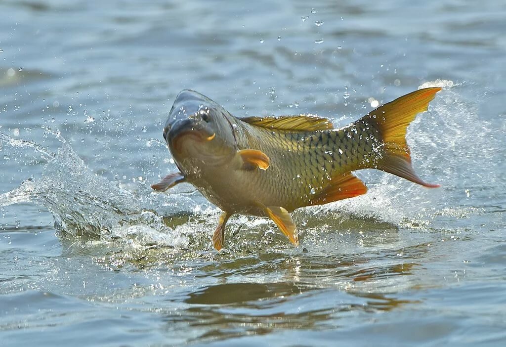 Asian carp illinois river